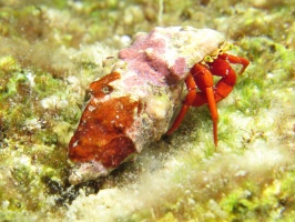 18 Red Reef Hermit Crab IMG 4062